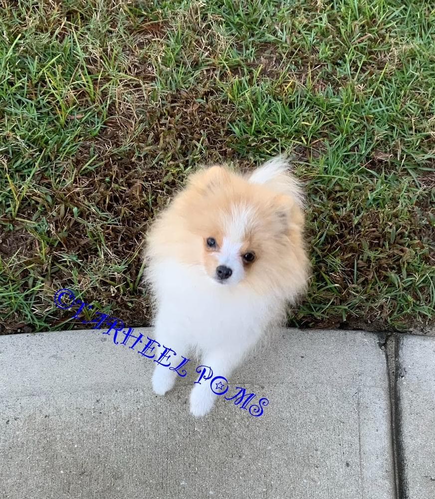 Cashmere breeder image 26