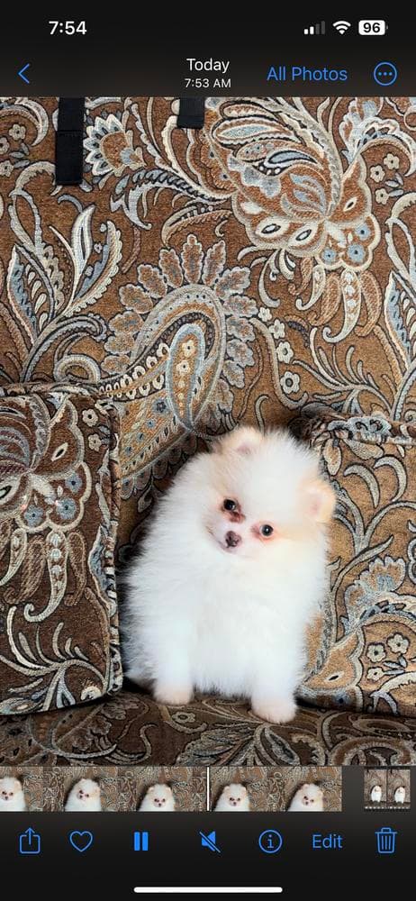 Cashmere breeder image 41