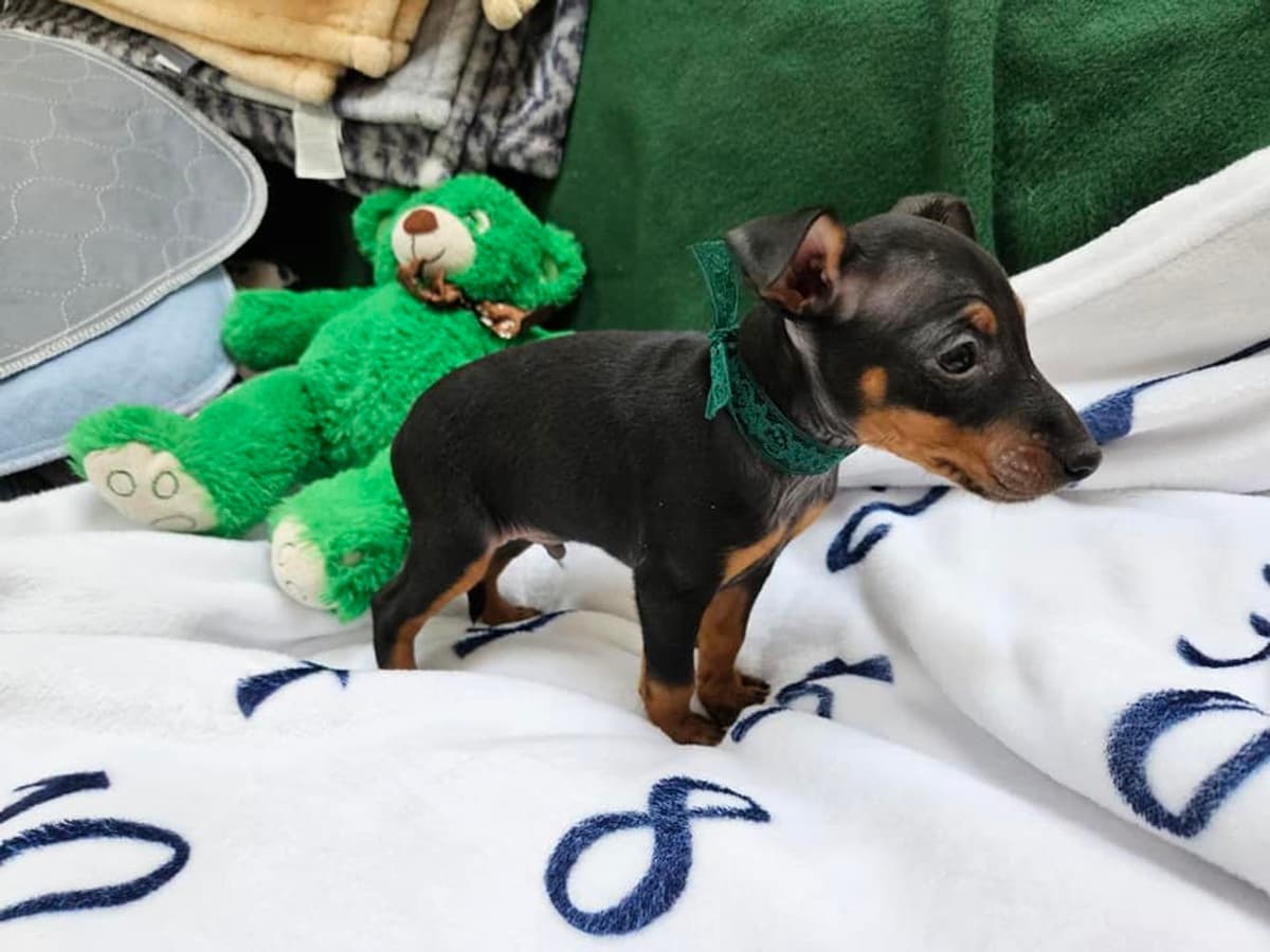 Boy 2 breeder image 5