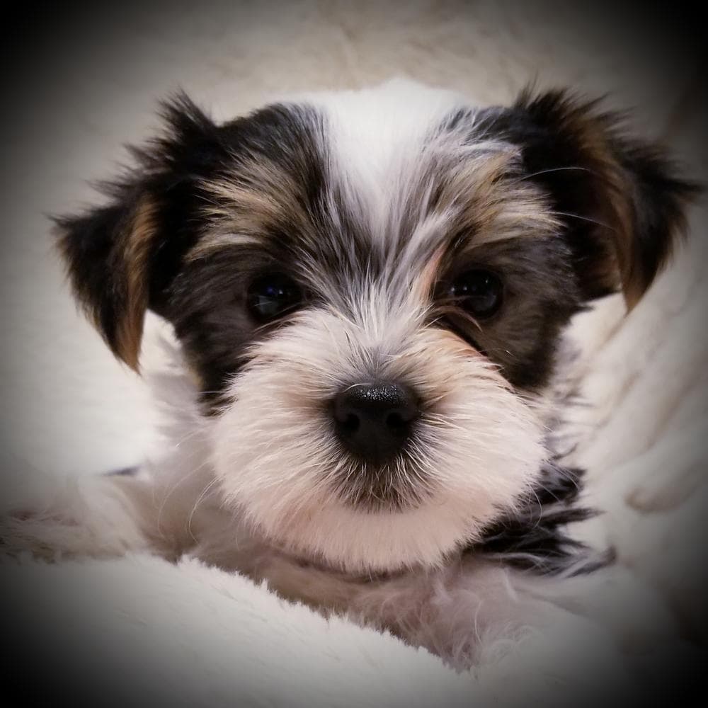 Mojo breeder image 4