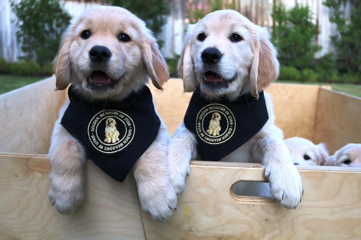 5th pick girl breeder image 10
