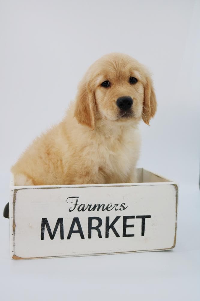 5th pick girl breeder image 18