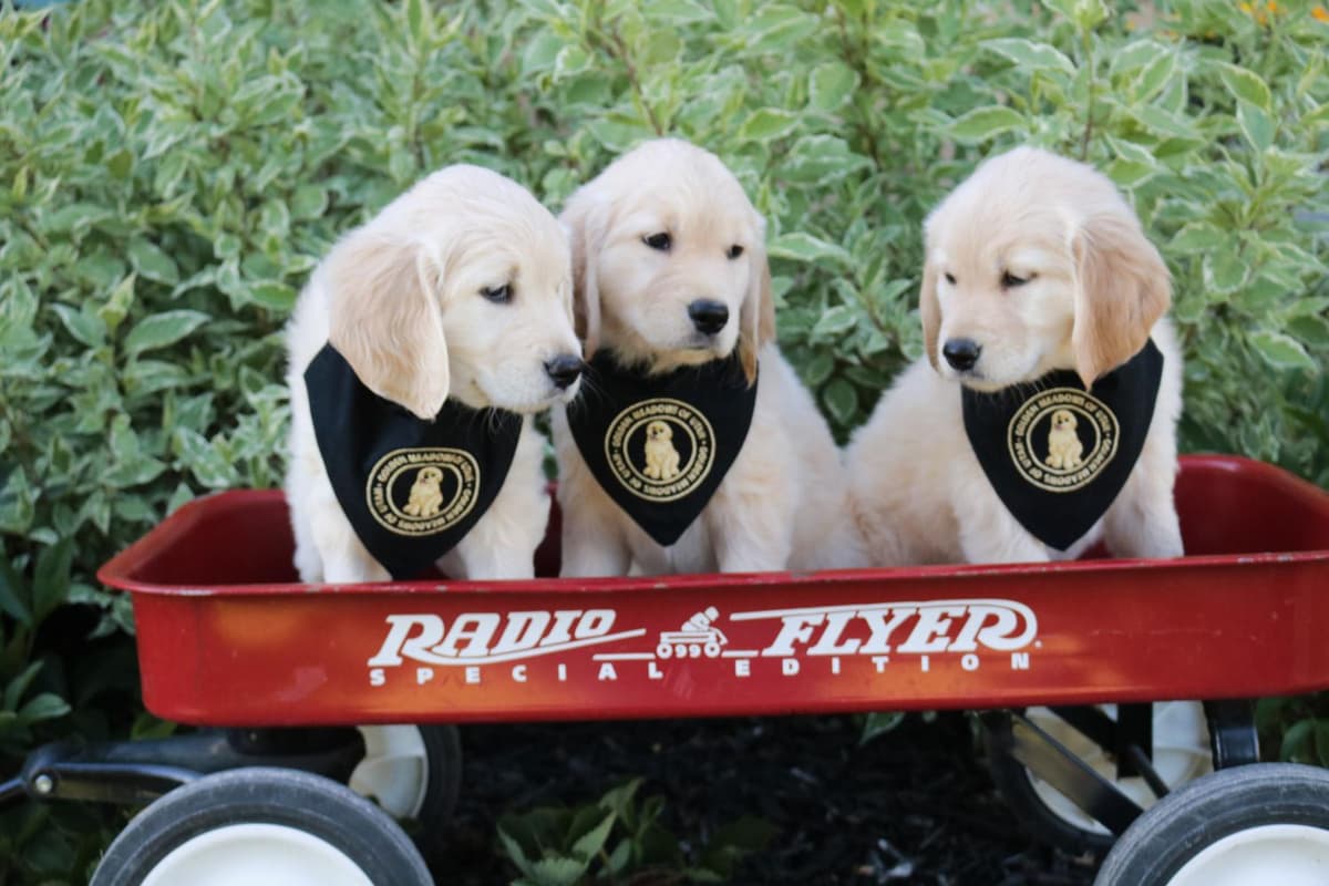 5th pick girl breeder image 19