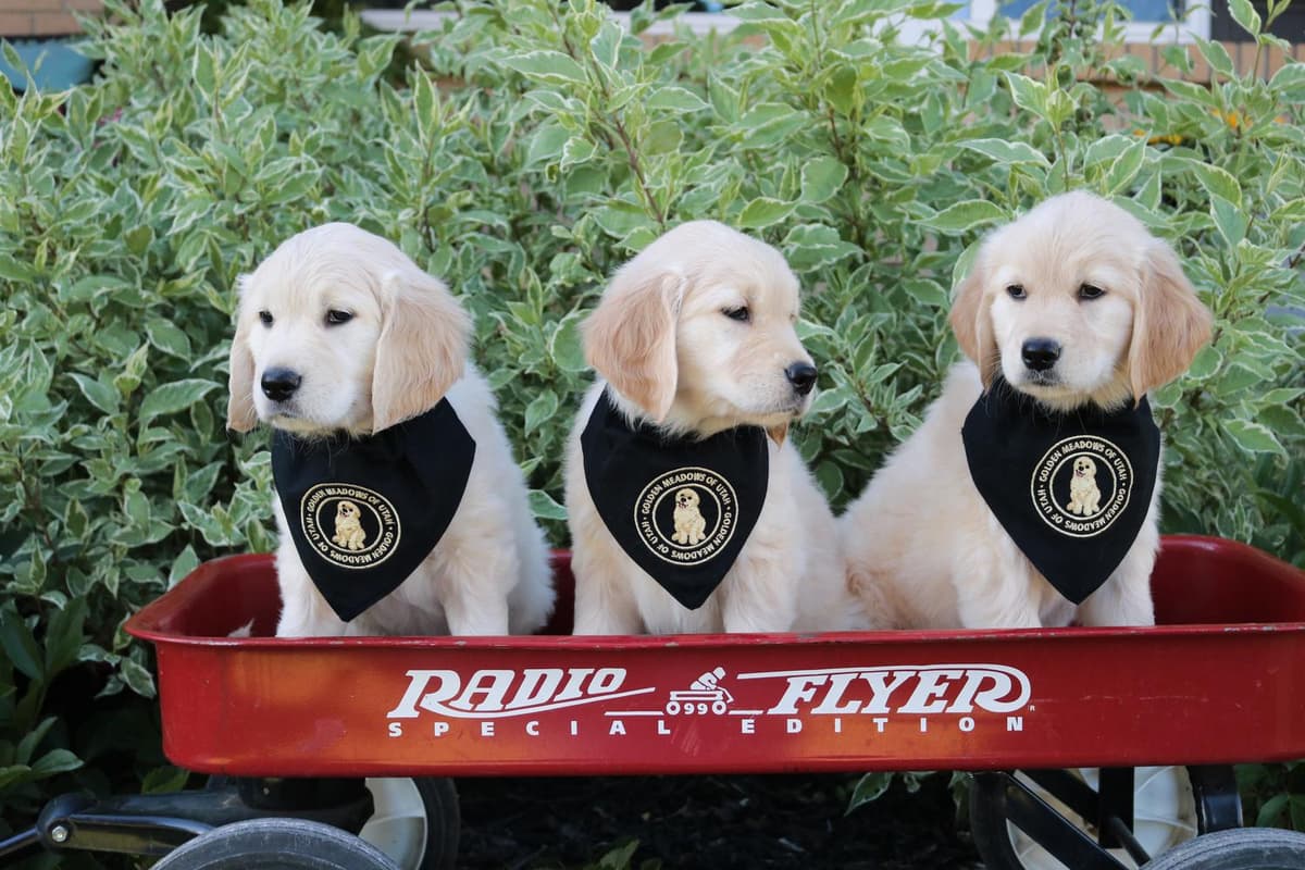 5th pick girl breeder image 20