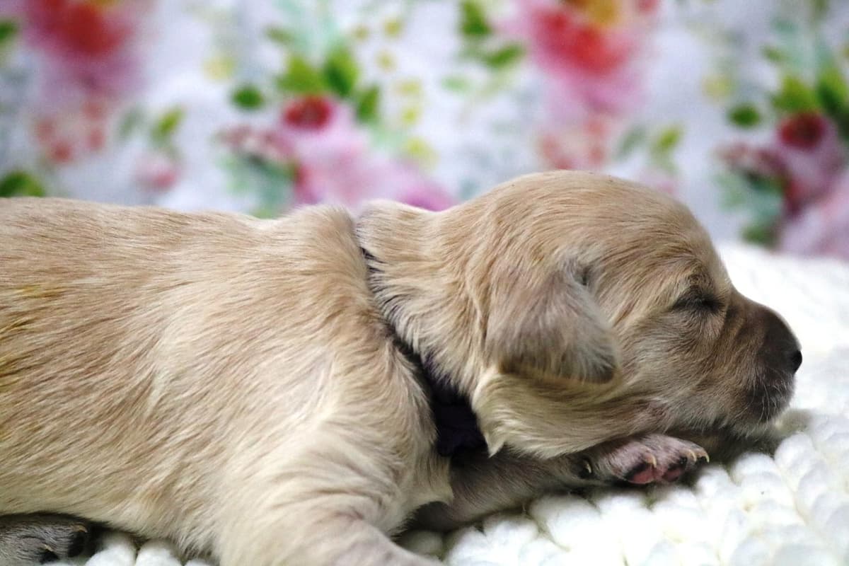5th pick girl breeder image 23