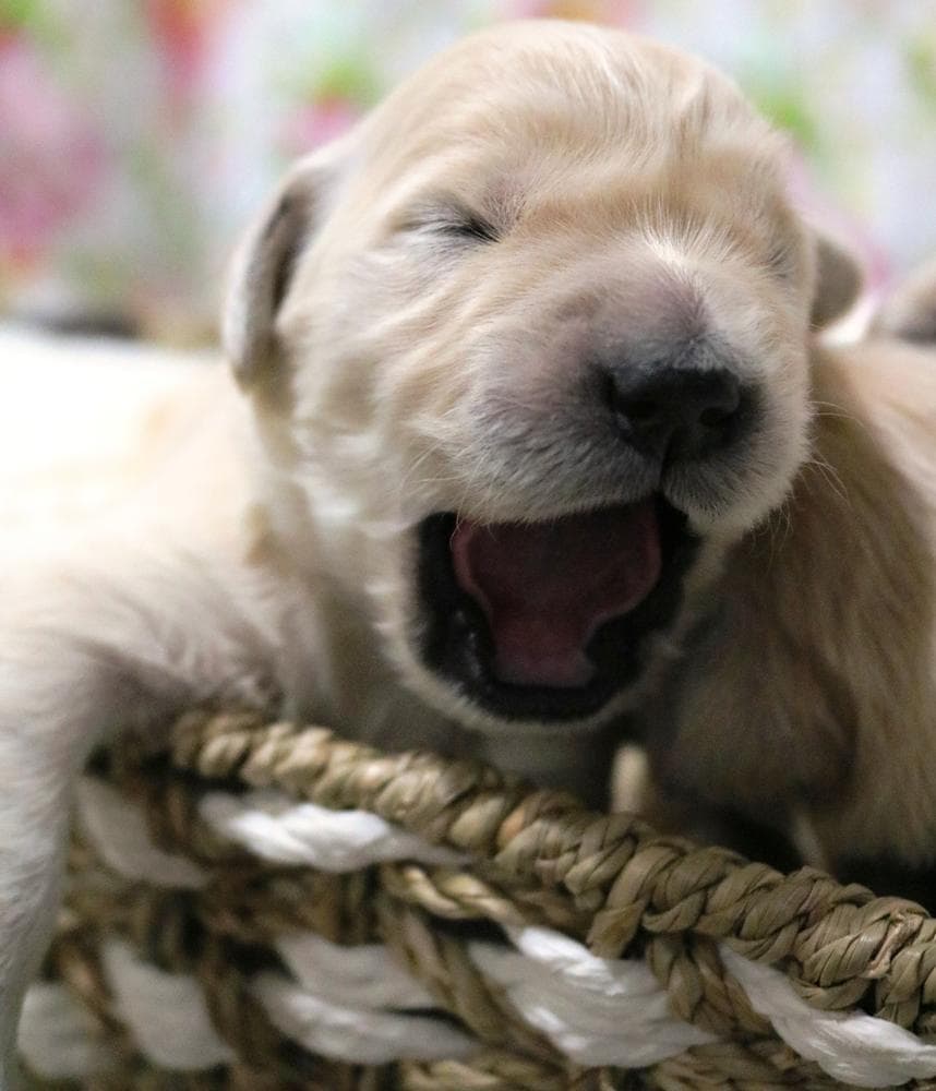 5th pick girl breeder image 24