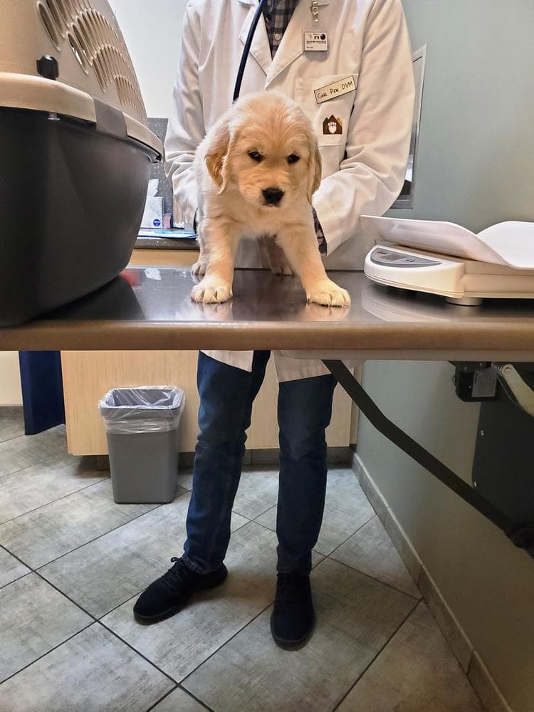 5th pick girl breeder image 38