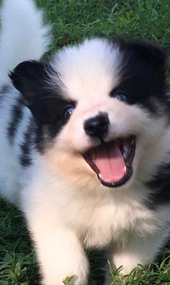Girl 3 breeder image 10