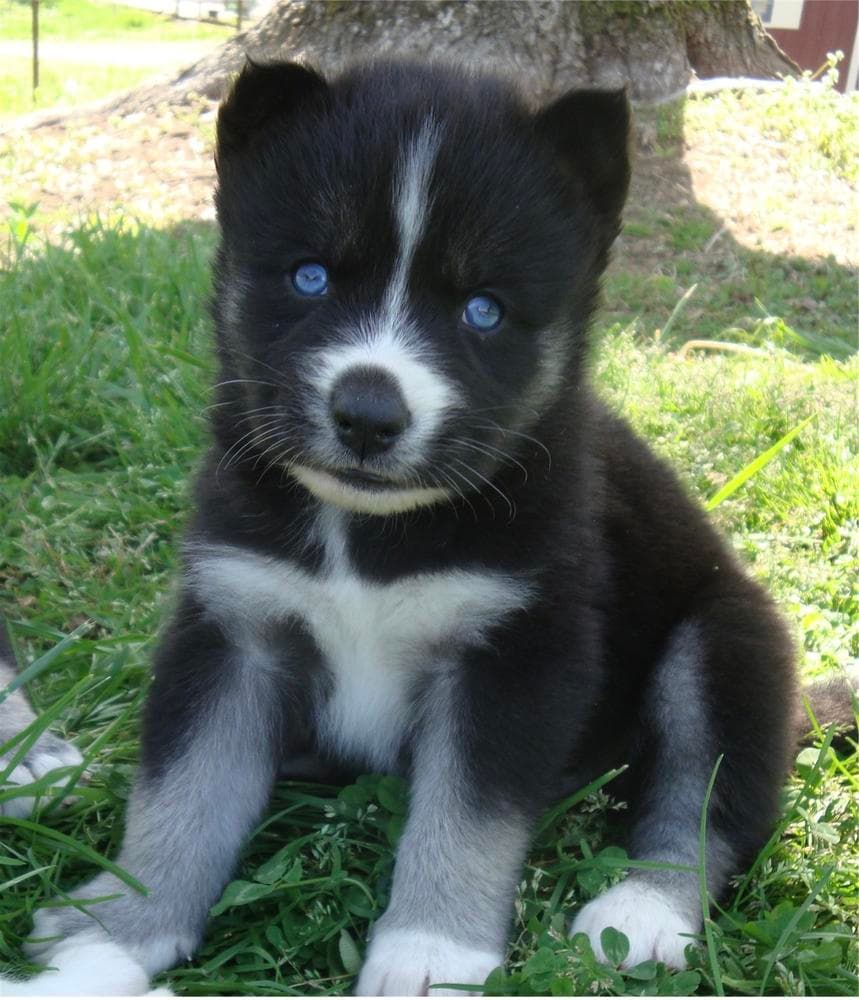 Girl 3 breeder image 14