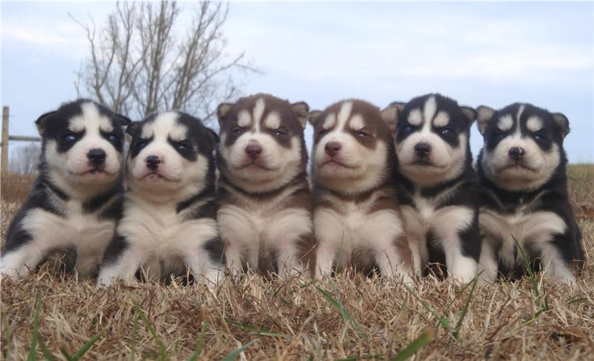 Girl 3 breeder image 17