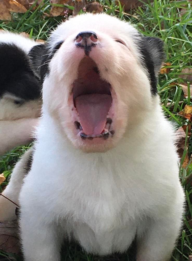 Girl 3 breeder image 25