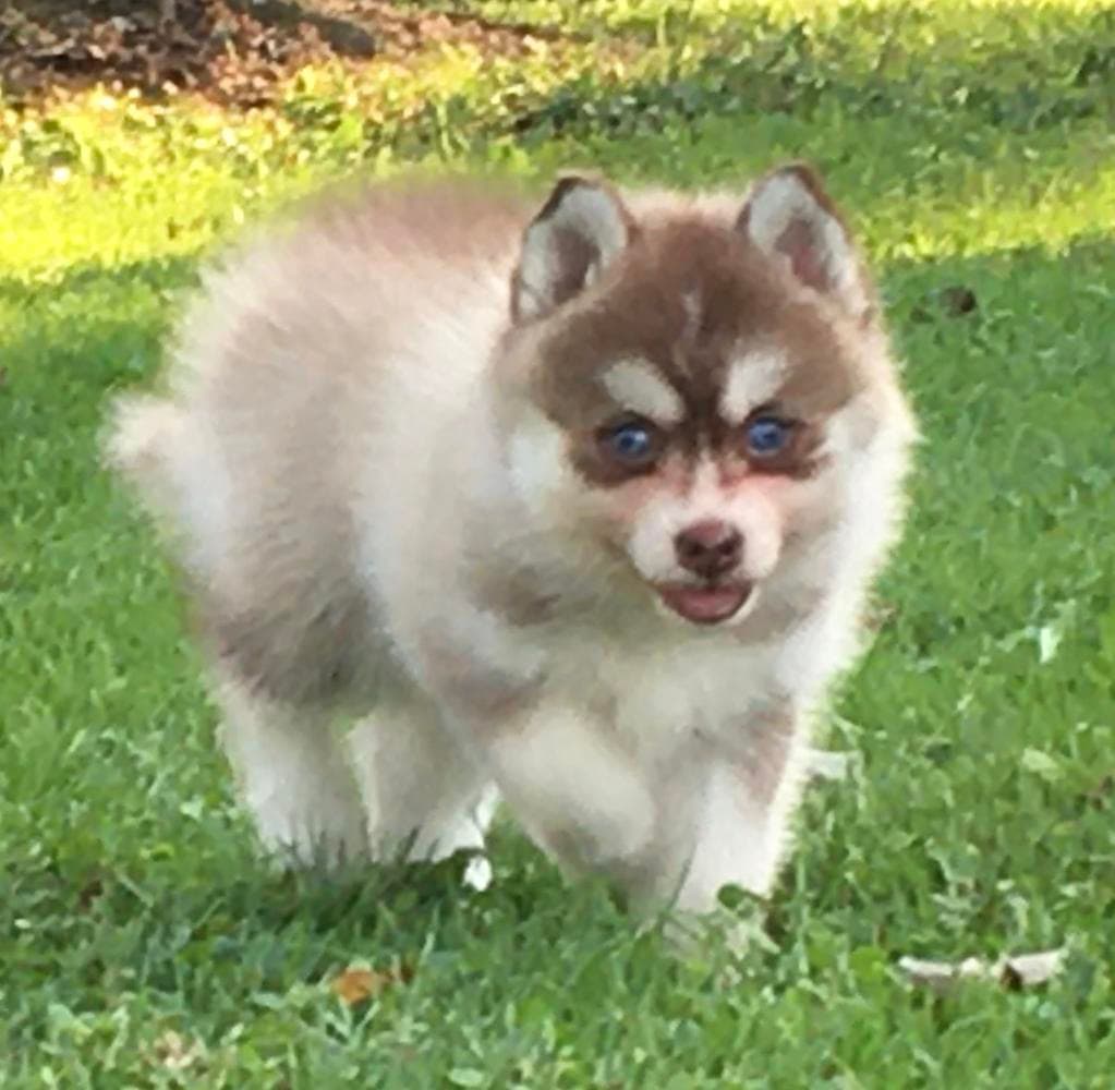 Girl 3 breeder image 32
