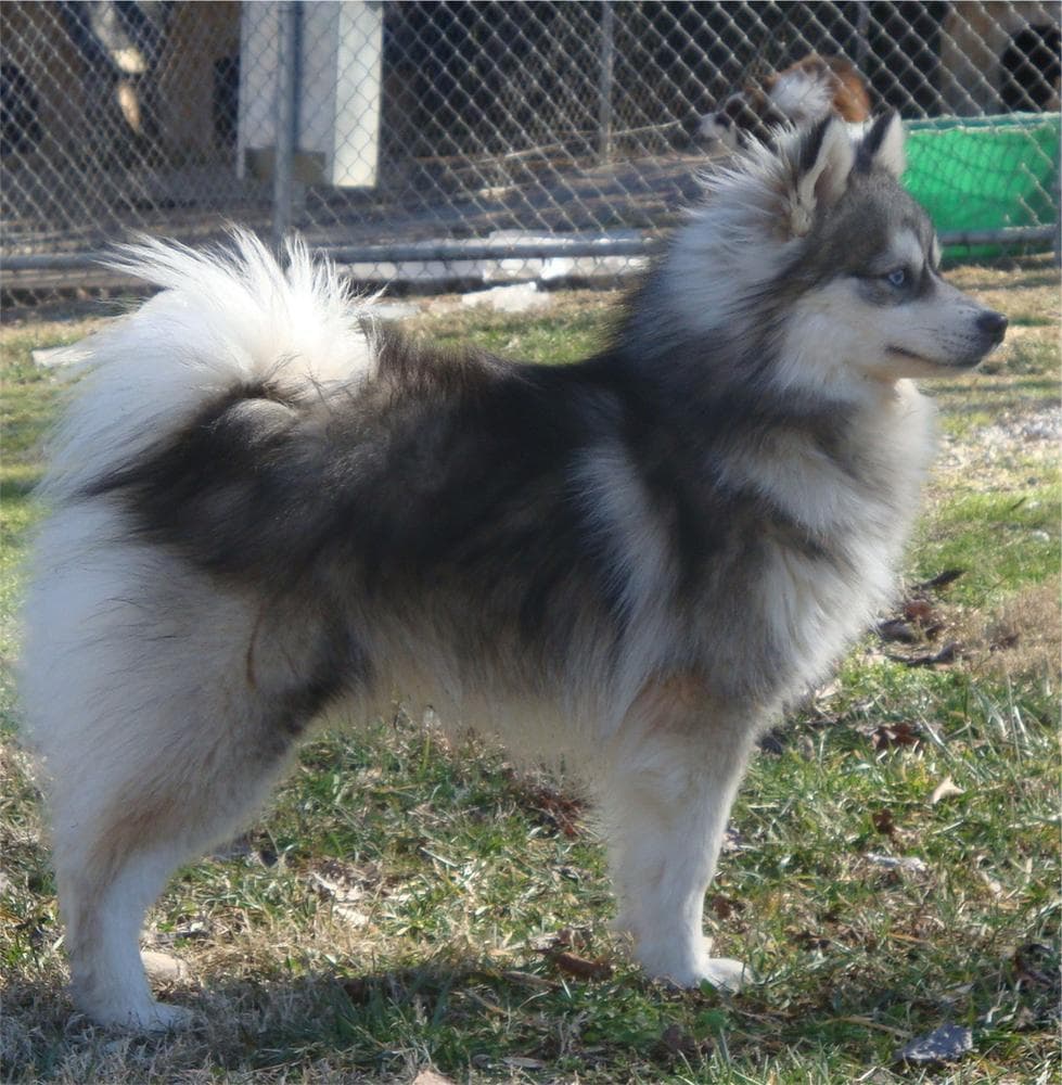 Girl 3 breeder image 33