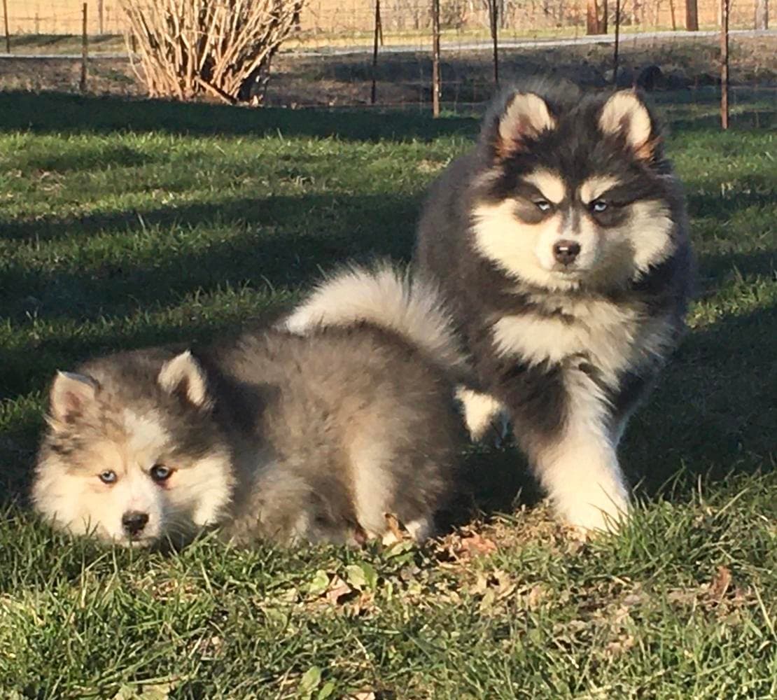 Girl 3 breeder image 38