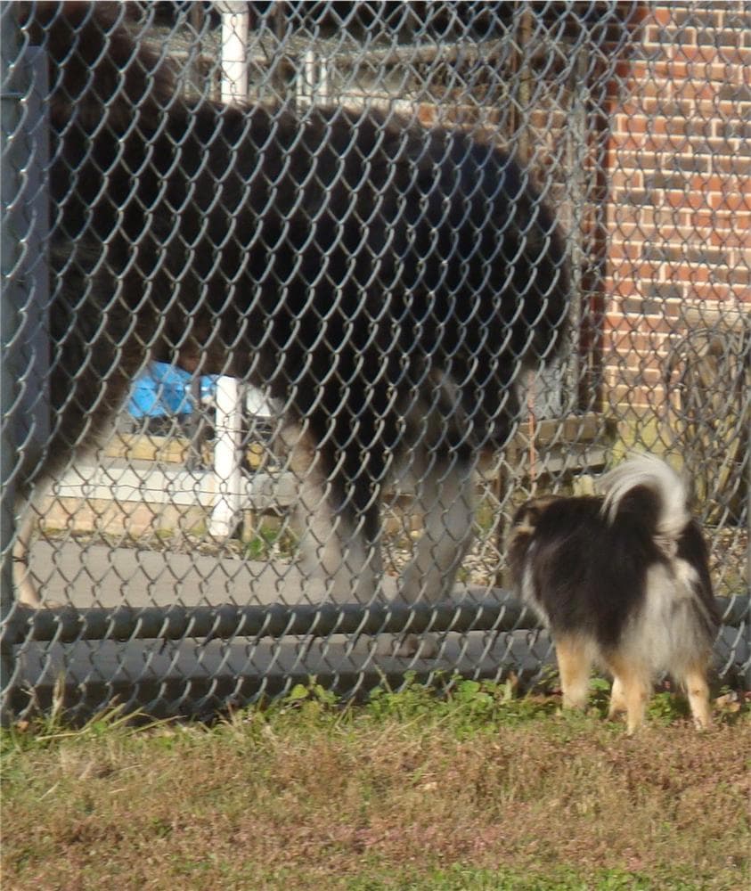 Girl 3 breeder image 41
