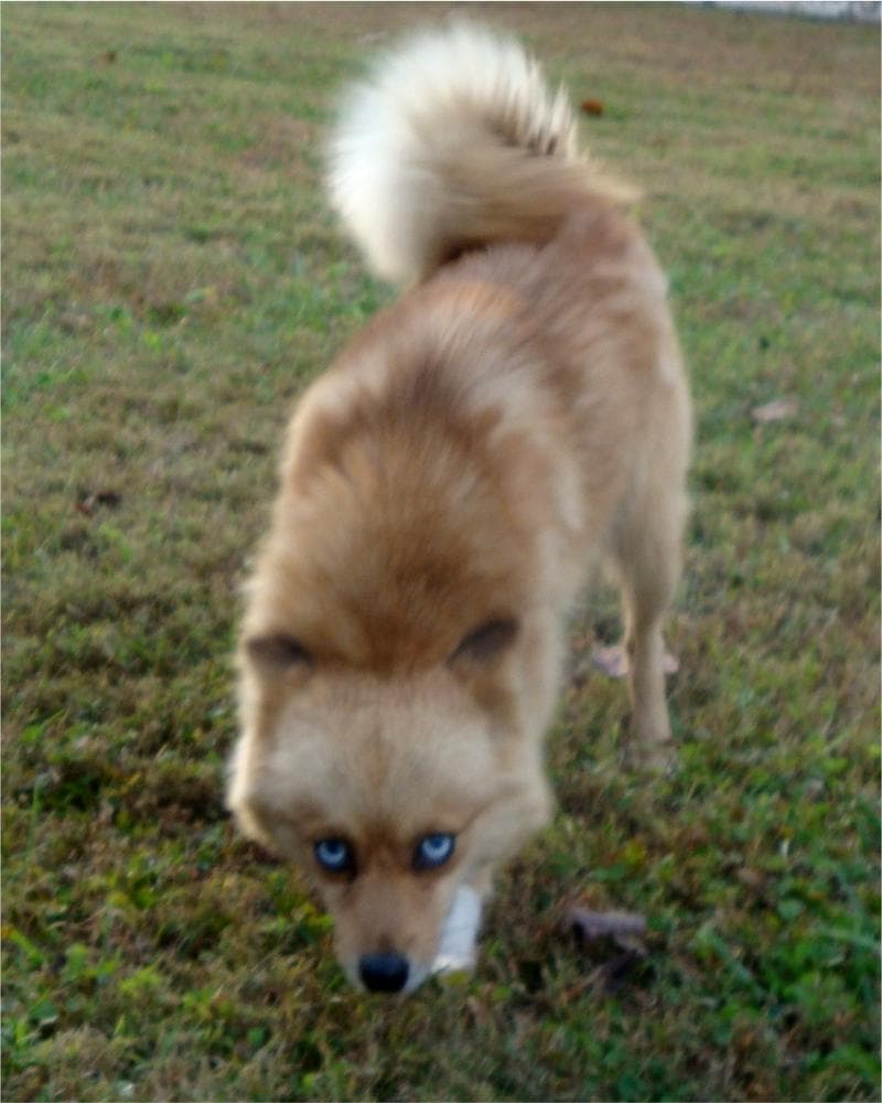 Girl 3 breeder image 46