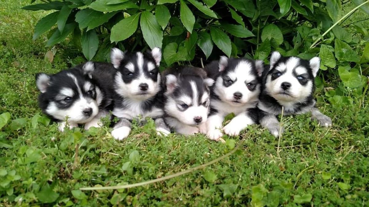 Girl 3 breeder image 47