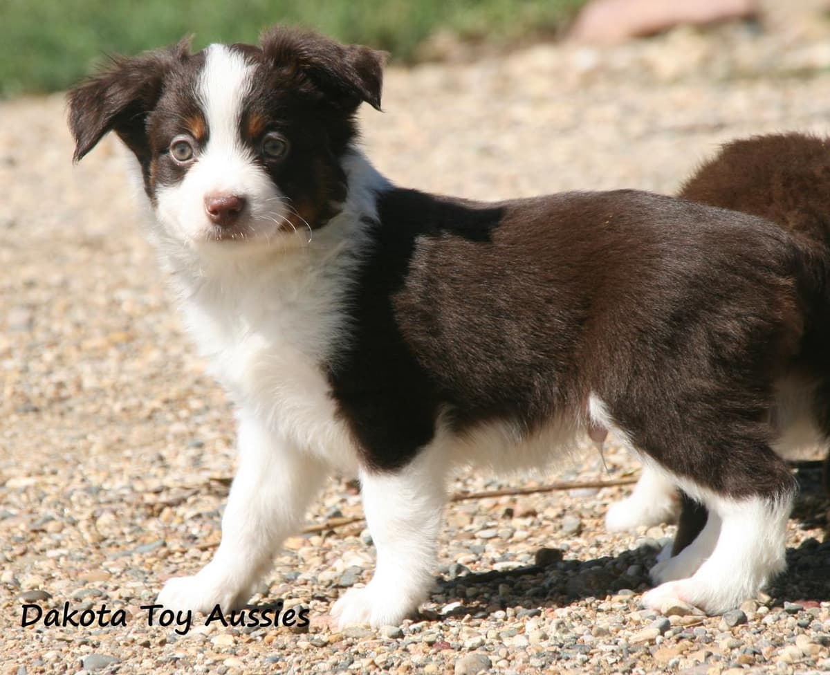 E35 breeder image 14