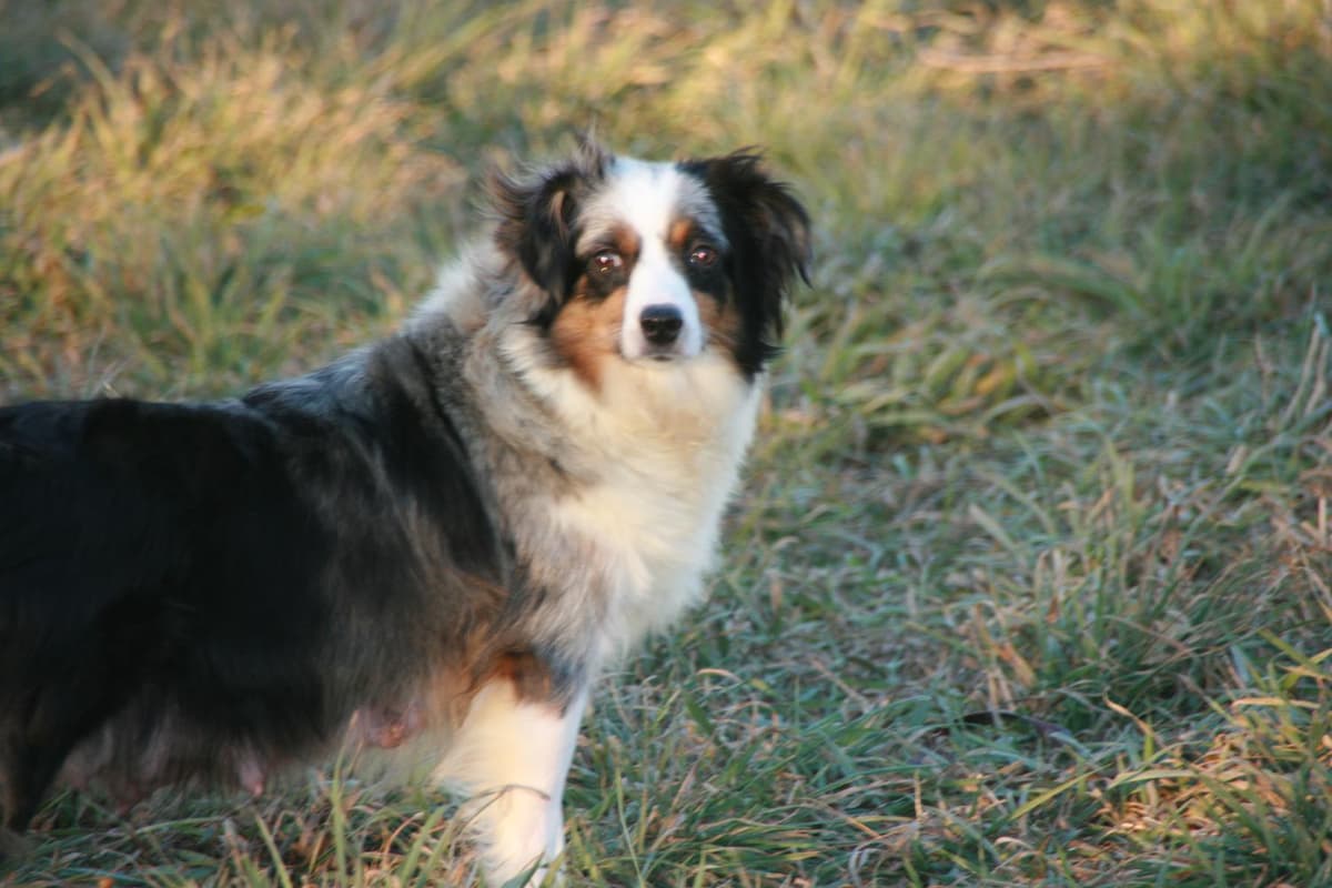 E35 breeder image 19