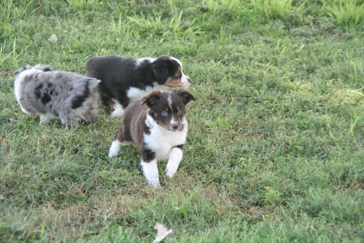 E35 breeder image 23