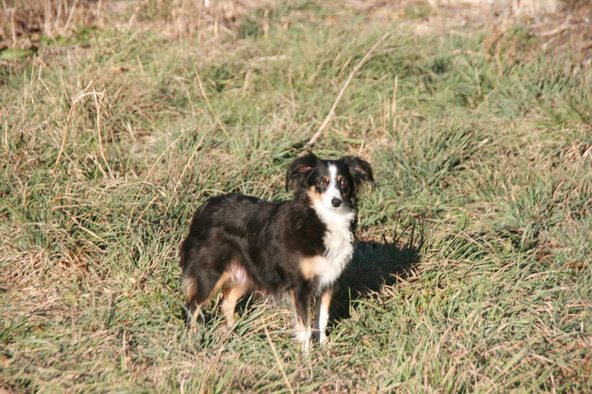 E35 breeder image 24