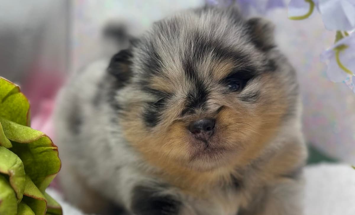 Archie breeder image 2