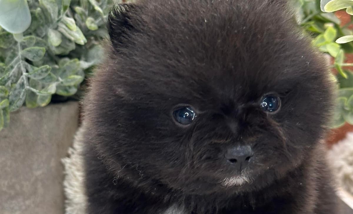Archie breeder image 3