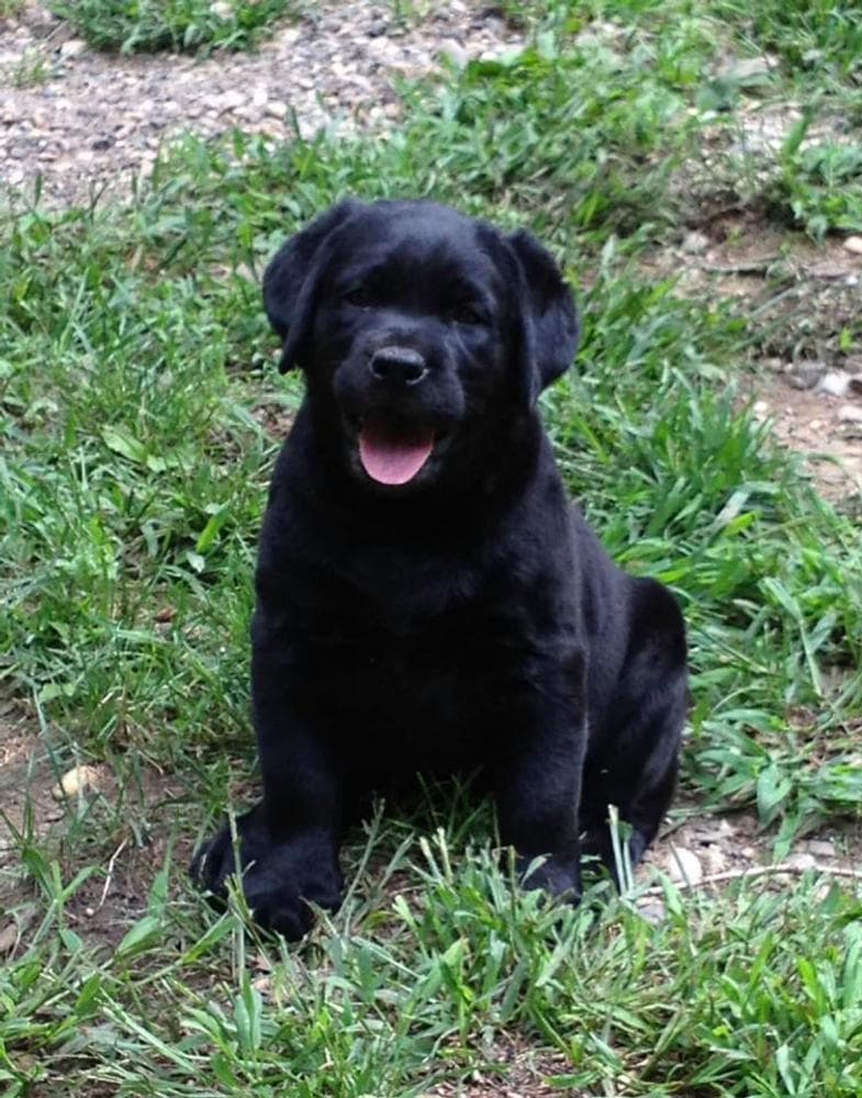 Red boy 1 Mr Big breeder image 5