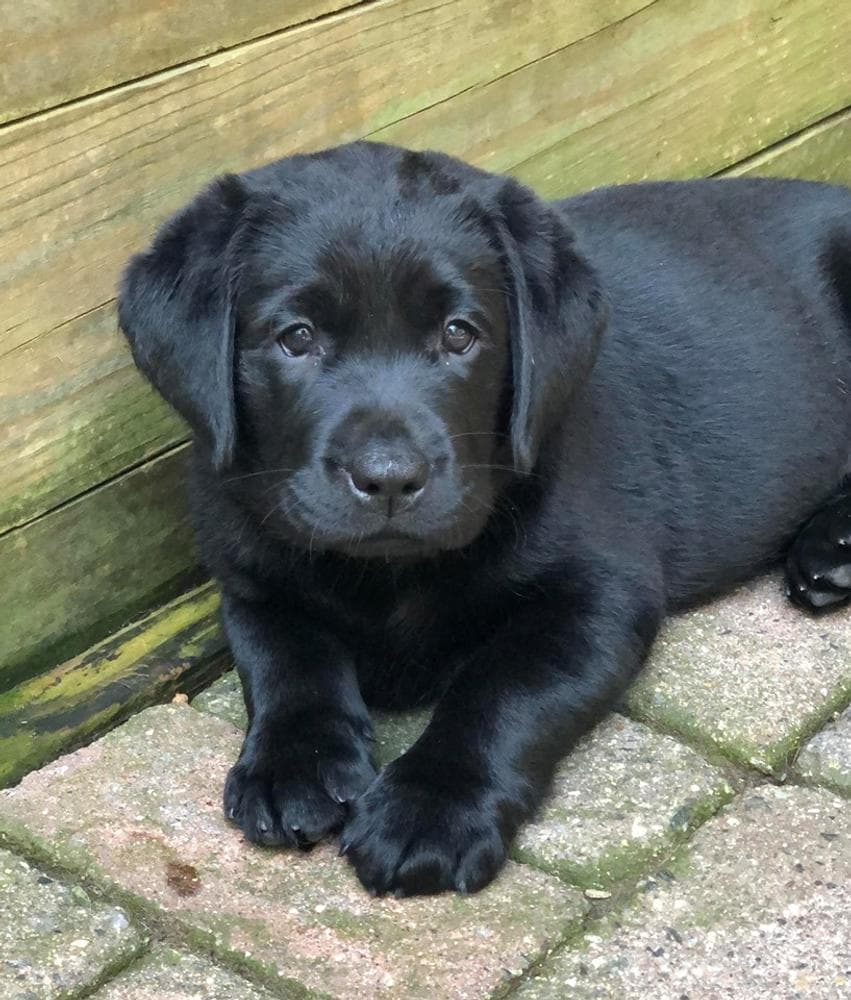 Red boy 1 Mr Big breeder image 6