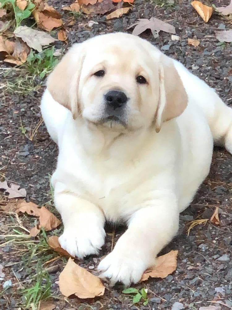 Red boy 1 Mr Big breeder image 7