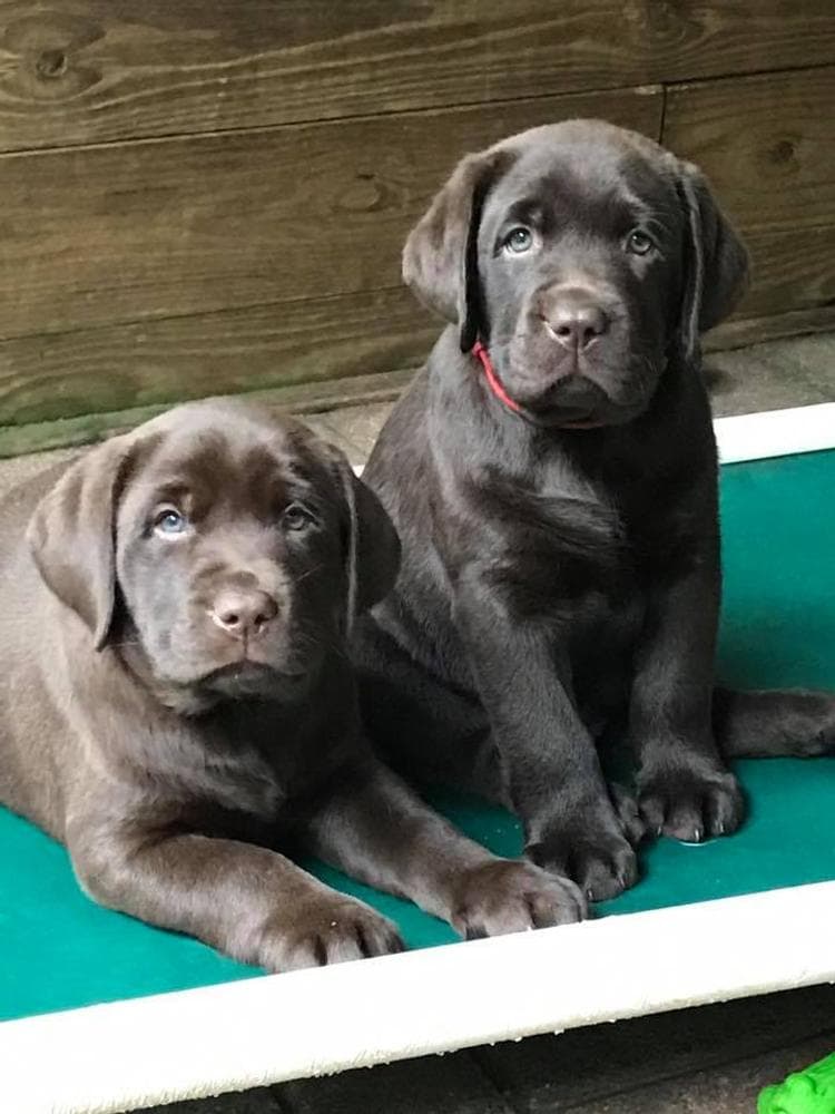 Red boy 1 Mr Big breeder image 8