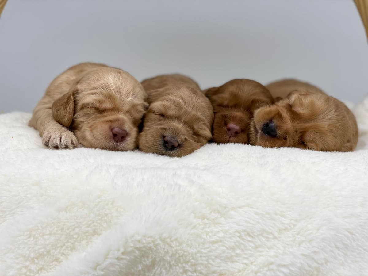 Buzz breeder image 9