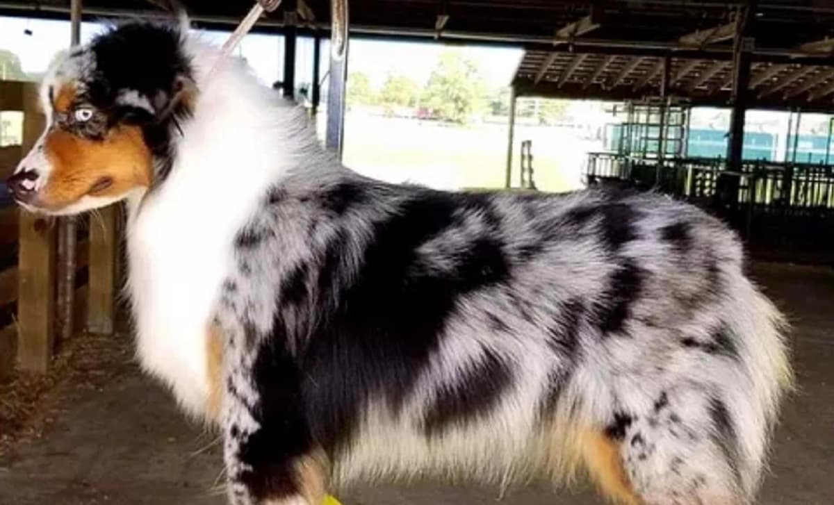 Boy 1 breeder image 1