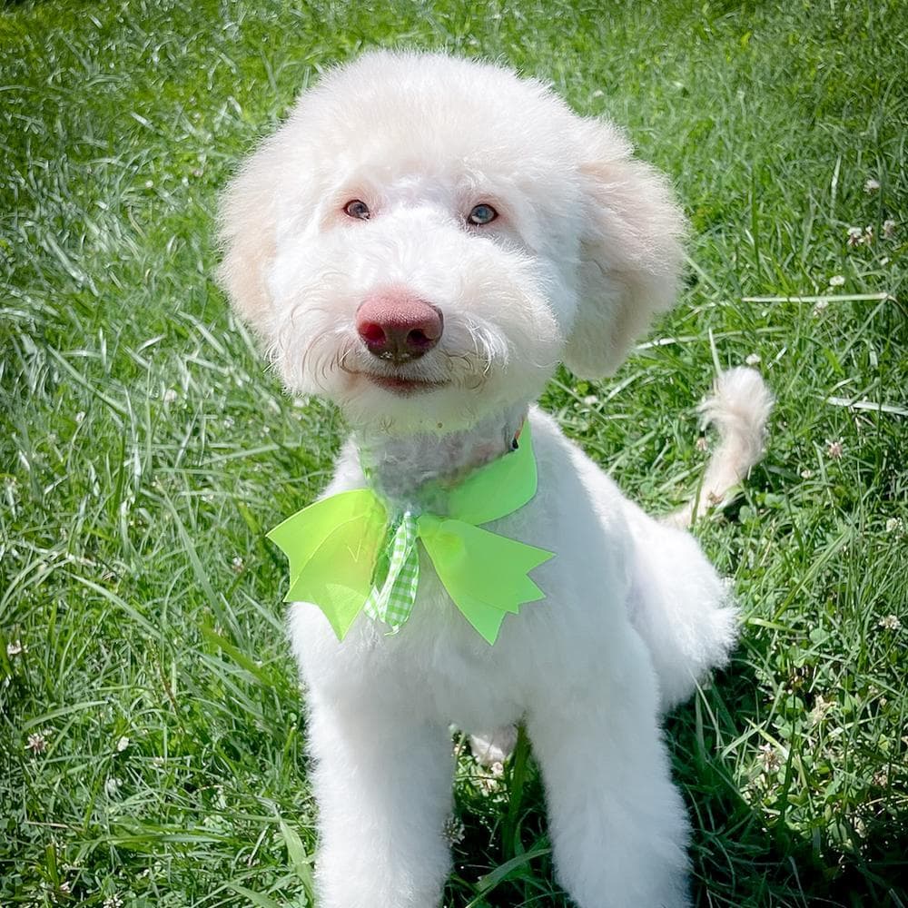 Holly breeder image 30