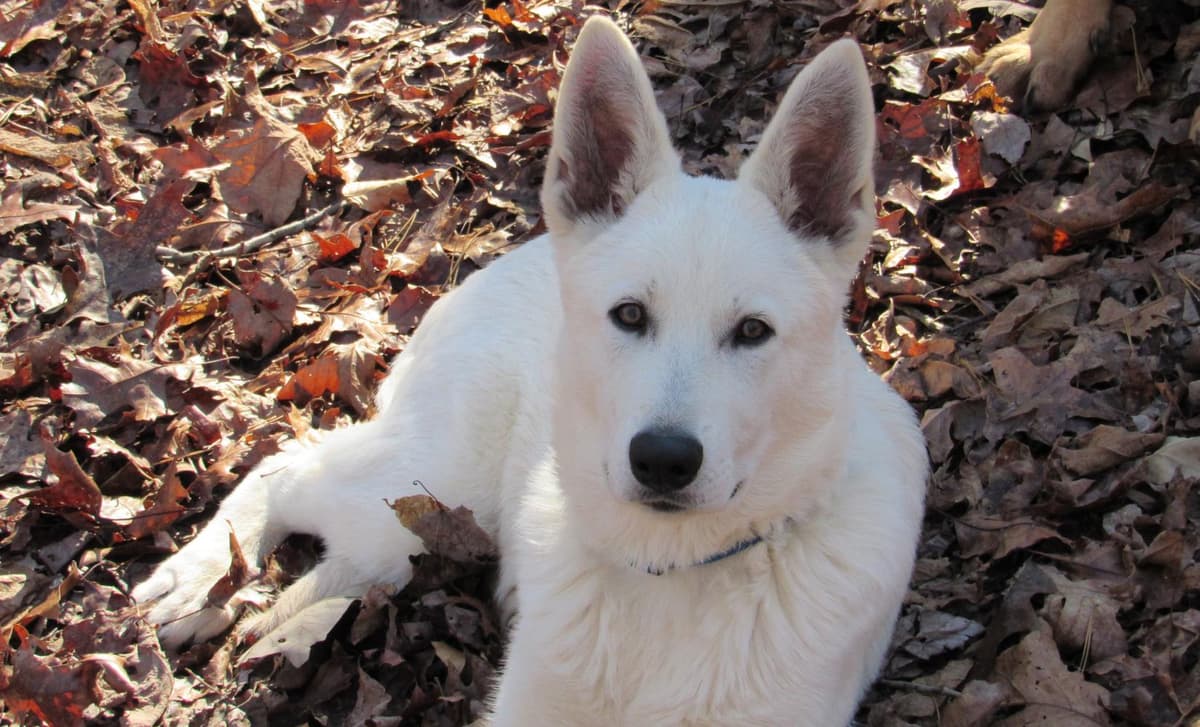 Boy 6 breeder image 1