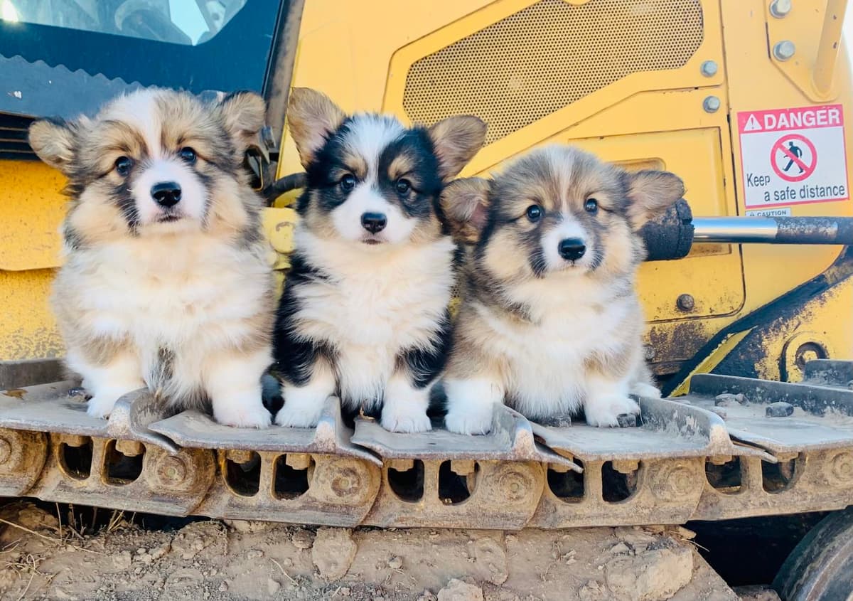 Annie breeder image 20