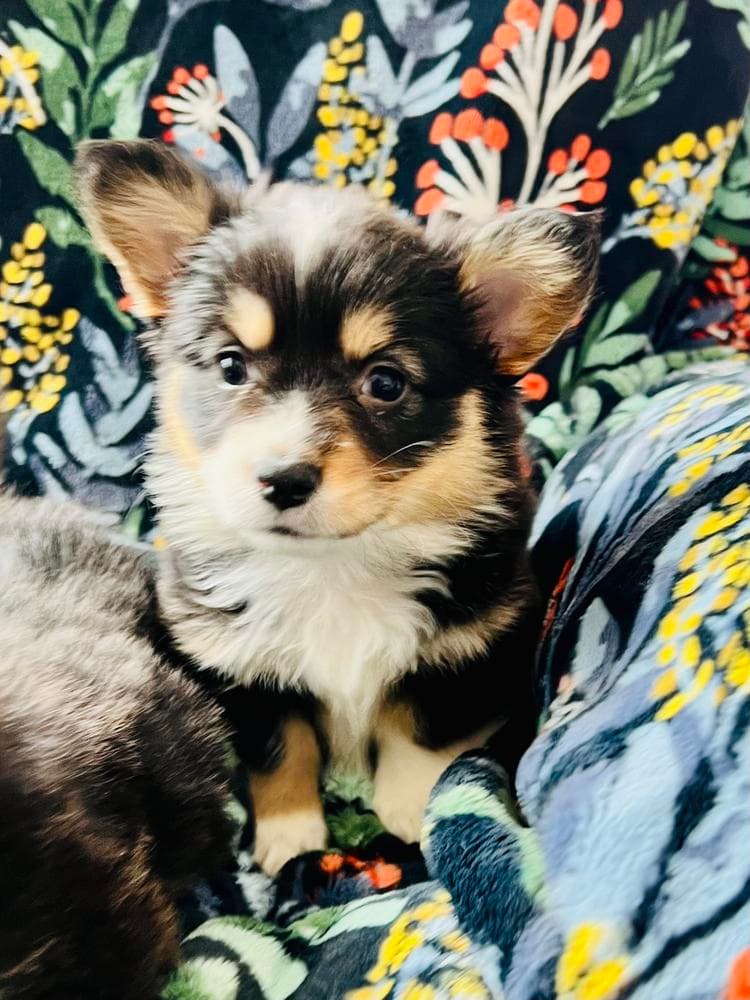 Annie breeder image 28