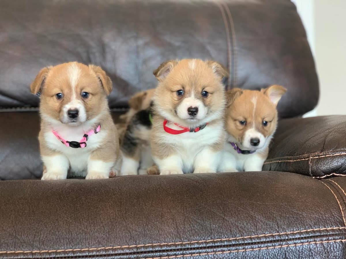 Annie breeder image 43