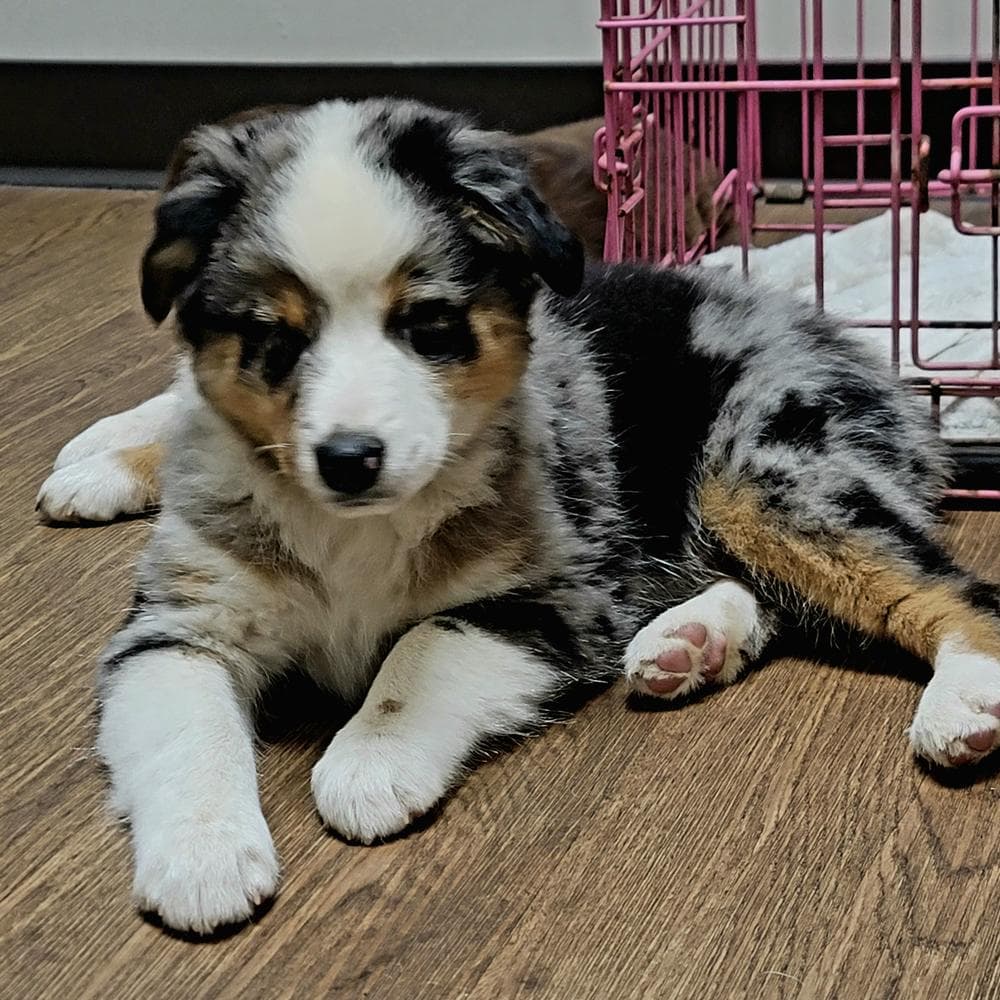 Roscoe breeder image 9