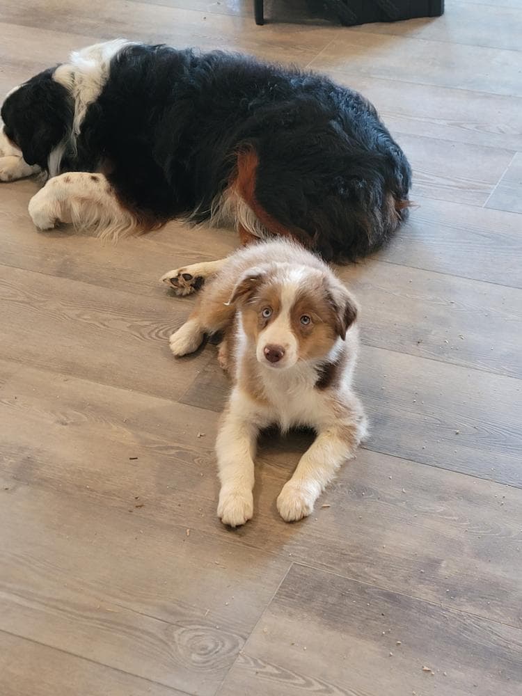 Roscoe breeder image 11
