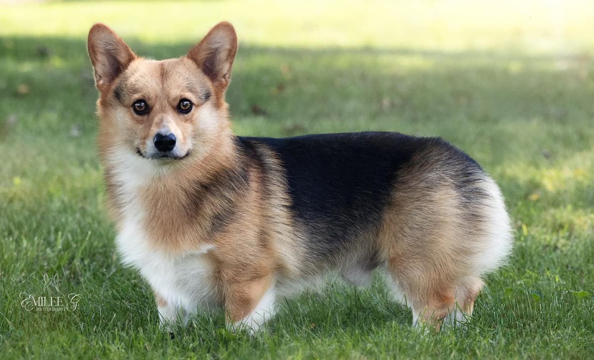 Boy 1 breeder image 2
