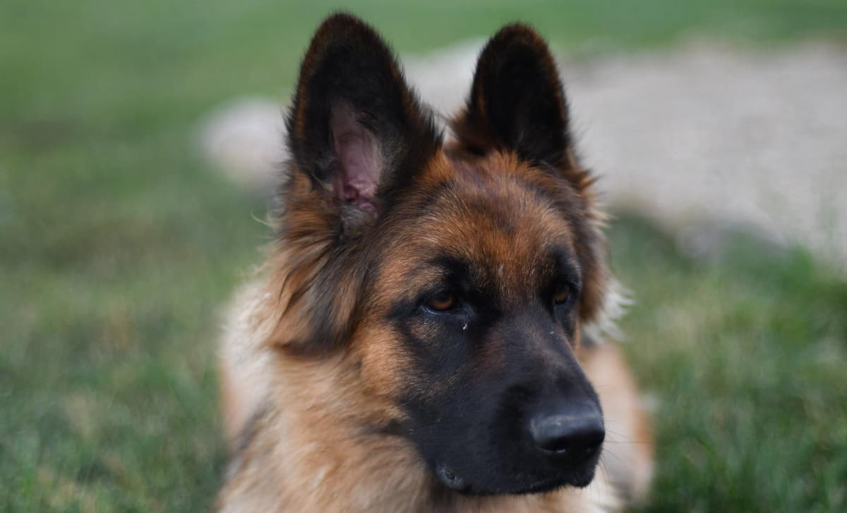 Robbie breeder image 1