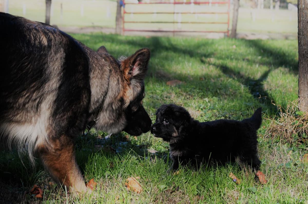 Robbie breeder image 12