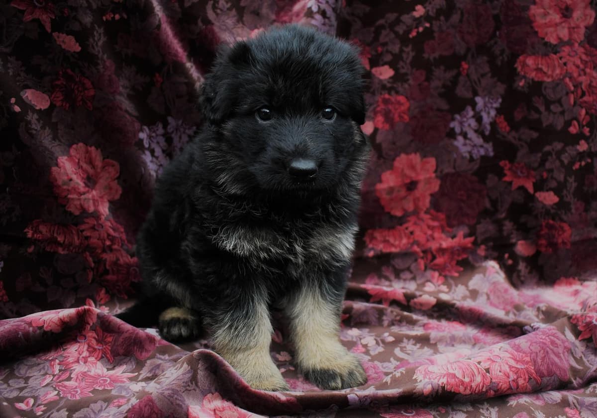 Robbie breeder image 15