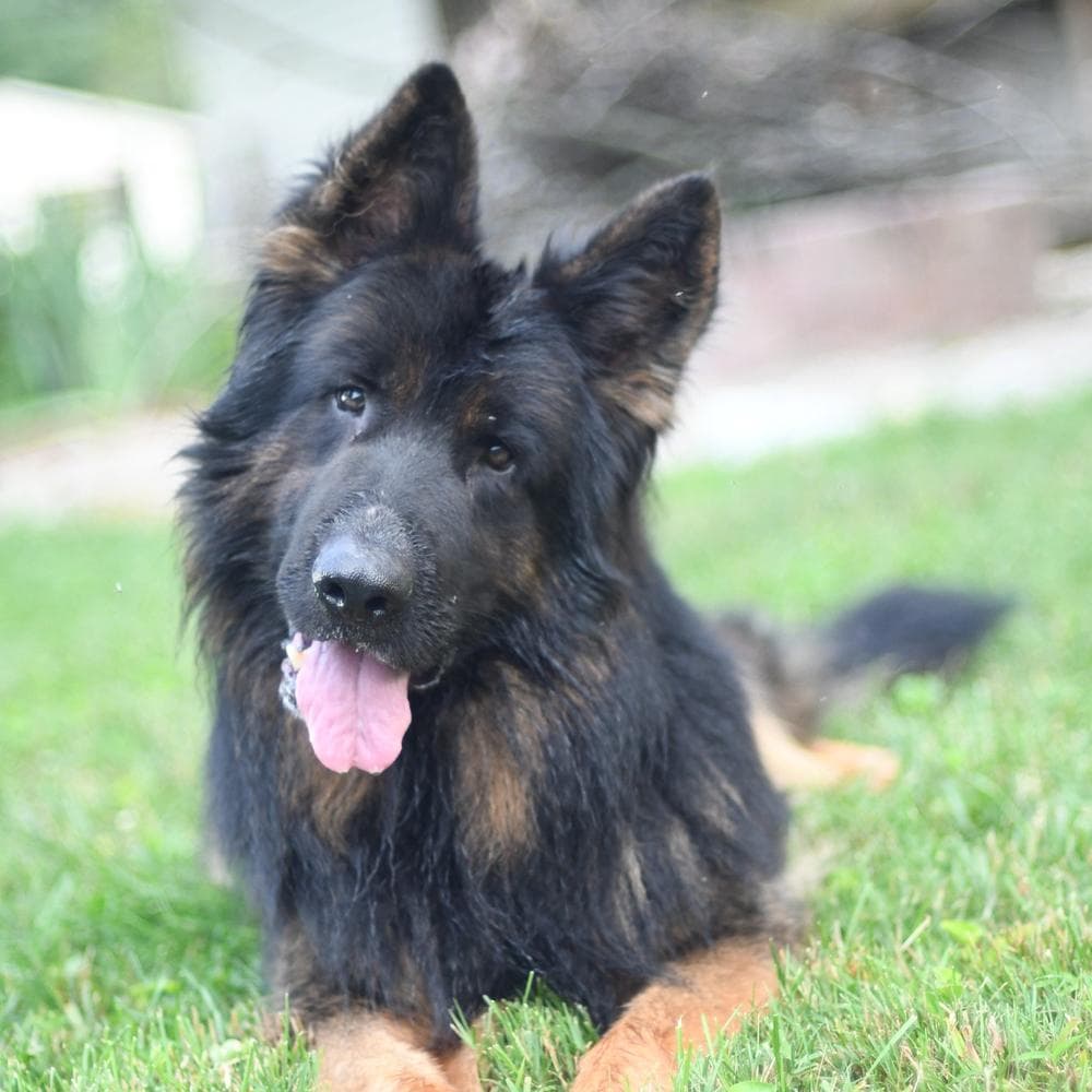 Robbie breeder image 2