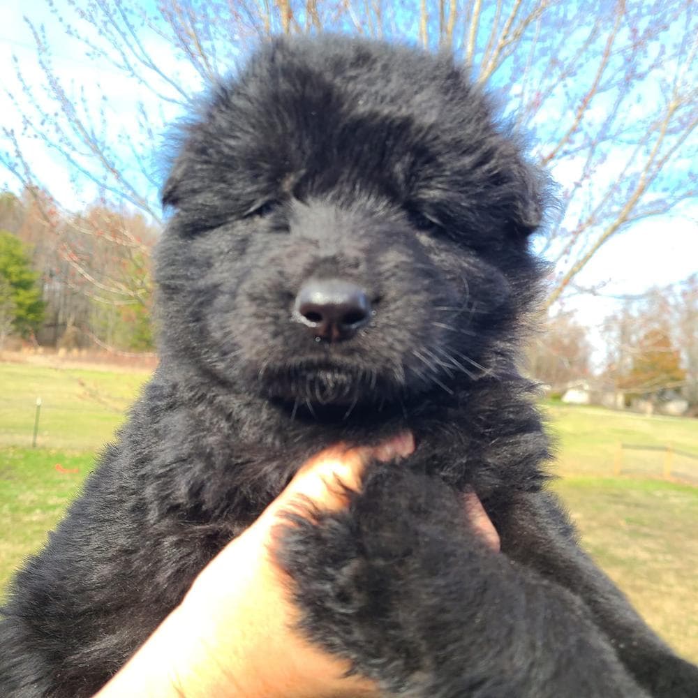 Robbie breeder image 21