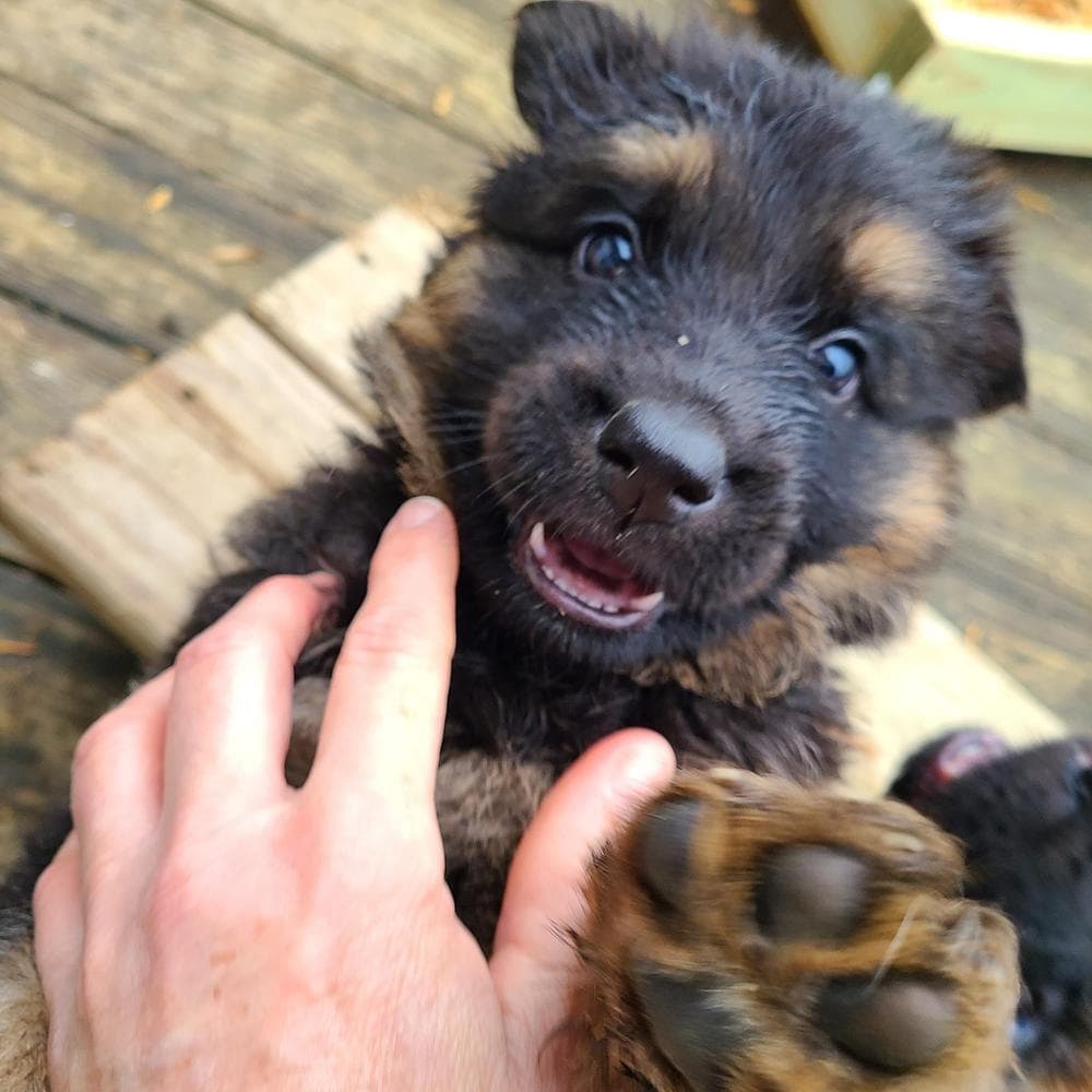 Robbie breeder image 26