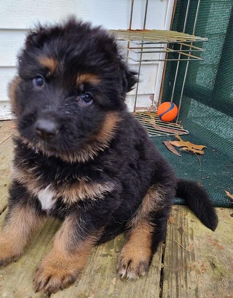 Robbie breeder image 27