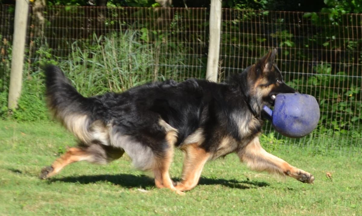 Robbie breeder image 33