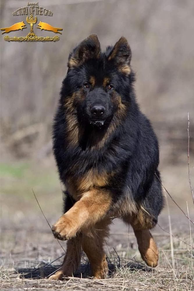 Robbie breeder image 46